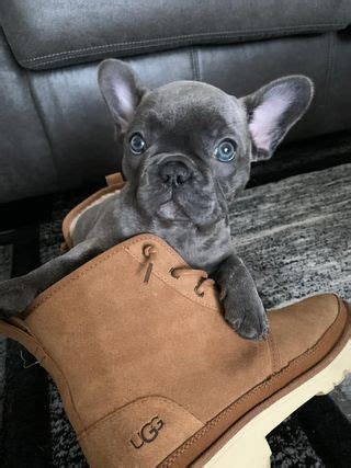 41 Unique Frenchie Names [with PICS!] | K-9 Specialist