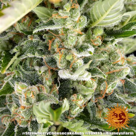 STRAWBERRY CHEESECAKE AUTO BARNEYS FARM Sementes De Cannabis