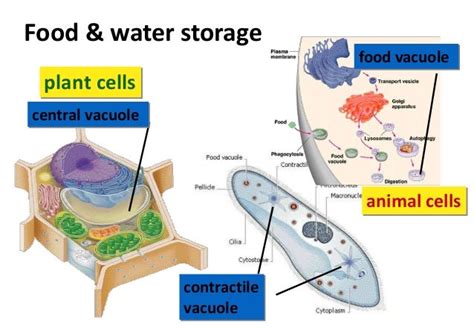 Vacuole Function Lysosome - Nevan Oana