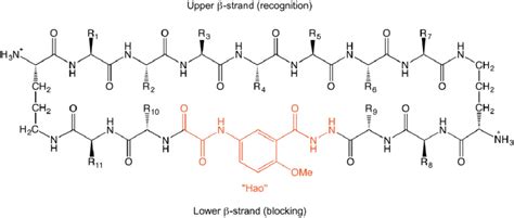 6 General Structure Of An Amyloid β Sheet Mimic Absm Peptide Source