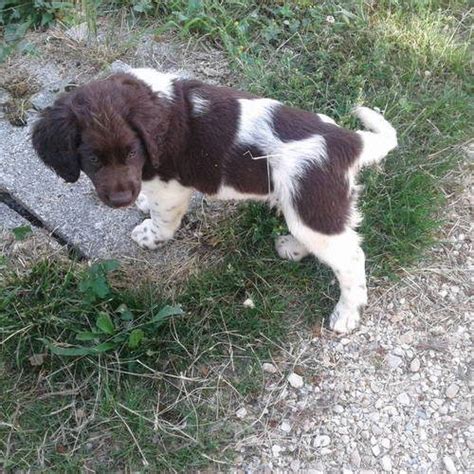 Chiots Petit Pagneul De Munster Lof Uncompagnon Fr