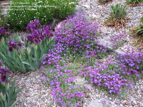 Plantfiles Pictures Aubrieta Species Rock Cress Aubrieta Deltoidea