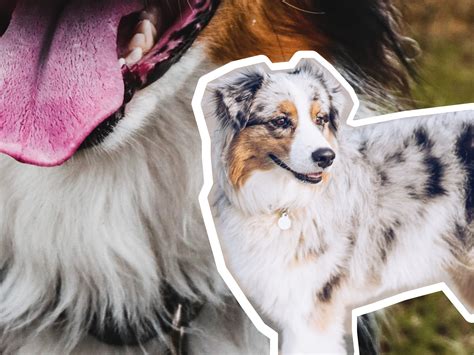 Australian Shepherd Dog Breed Profile