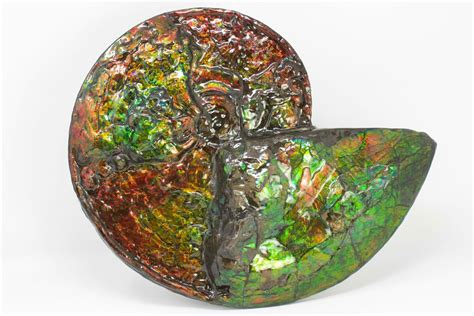 14.6" Brilliant Ammonite Fossil Preserved In Precious Ammolite ...