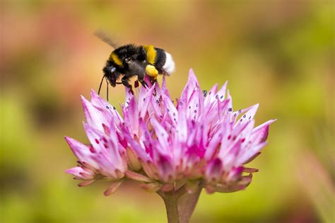 Curious Questions How Does A Bumblebee Fly Country Life