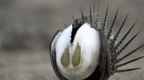 Courtship Rituals of the Greater Sage-Grouse | PBS LearningMedia