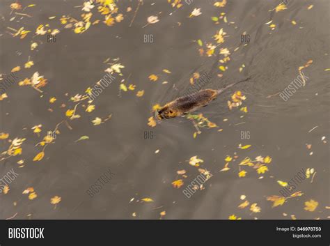 Adult Beaver Eating Image & Photo (Free Trial) | Bigstock