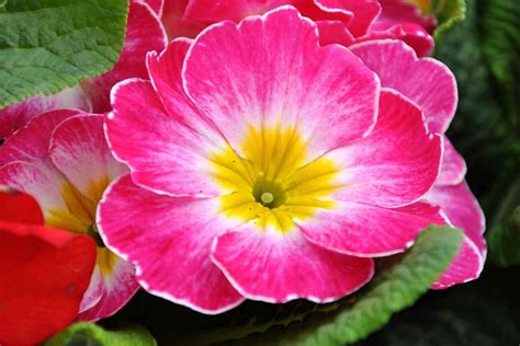 Primrose Flower Meaning And Symbolism Ultimate Guide Simplybeyondherbs