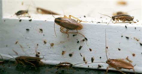 Cockroach Poop: Identifying Roach Droppings vs. Mouse Droppings (and ...