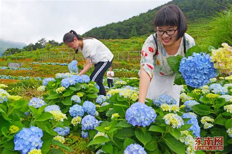 绣球花开引客来 中国福建三农网