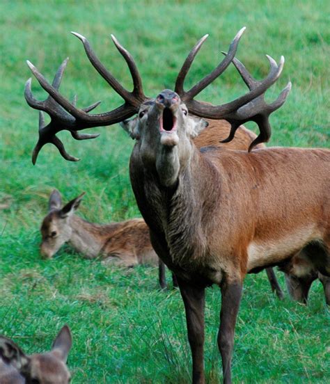 Hunsrück Hirsch Verletzt Wanderin Schwer Der Spiegel