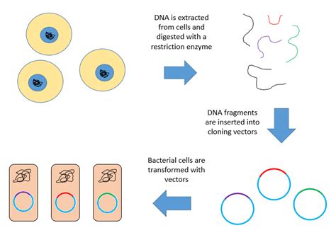 Difference Between Cdna And Genomic Library Cdna Vs Genomic Dna Library