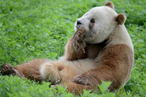 Scientists Solve Mystery Of Brown Giant Pandas Scinews