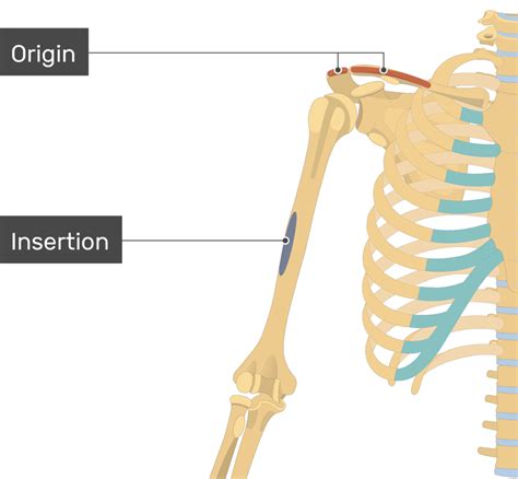 Teres Minor Origin And Insertion