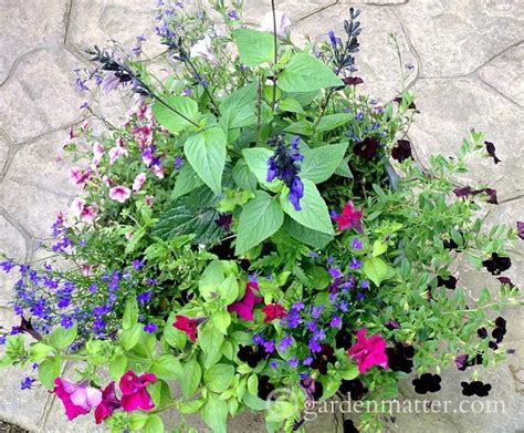 Tips to create the best container garden | Container flowers, Colorful ...