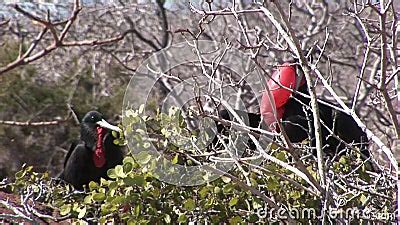 P Jaro De Fragata Con El Pecho Rojo En Las Islas De Las Islas Gal Pagos