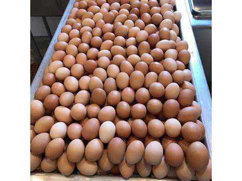 Fresh Chicken Table Eggs And Fertilized Hatching Eggs Livestock And