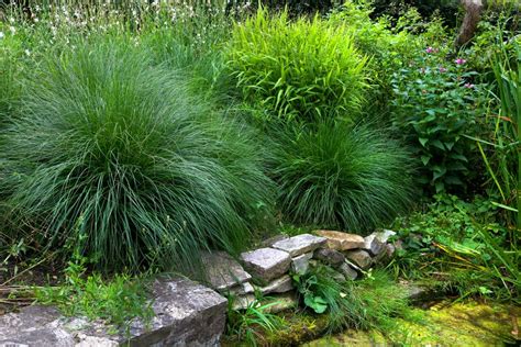 When To Cut Back Ornamental Grasses The Grounds Guys