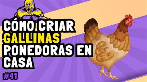 🌴 Cómo Criar Gallinas Ponedoras En Casa — Academia Gratuita