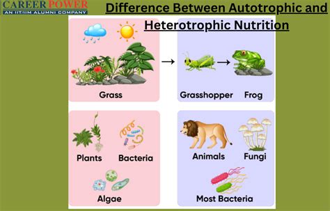 Autotrophs Examples