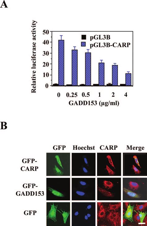 Regulation Of The Carp Promoter Activity By Gadd A H C Cells Were