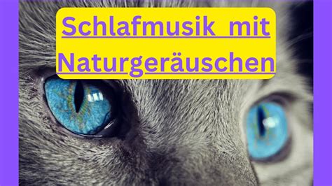 Sehr Entspannende Schlafmusik Mit Meeresrauschen Und Vogelgezwitscher