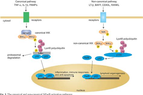 Figure 3 from Linear ubiquitination a novel NF κB regulatory mechanism