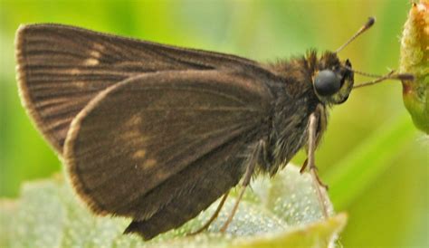 Dun Skipper GTM Research Reserve Butterfly Guide INaturalist