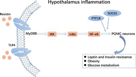 Toll like receptor 4 TLR4 NF κB pathway Resistin can activate the