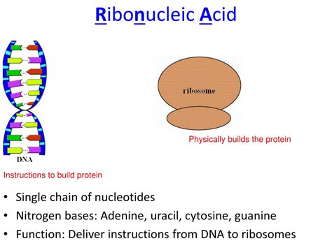 Ppt Nucleic Acids Powerpoint Presentation Free Download Id8765413