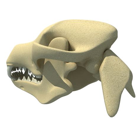 3d animal skull model