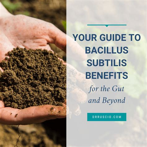 Your Guide To Bacillus Subtilis Benefits For The Gut And Beyond