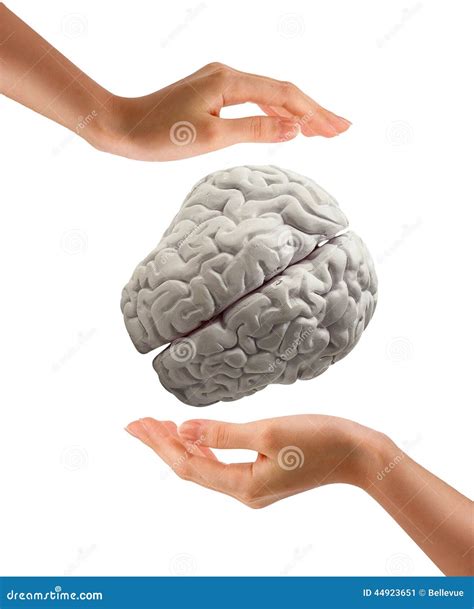 Mano Que Sostiene El Cerebro Humano En El Fondo Blanco Imagen De