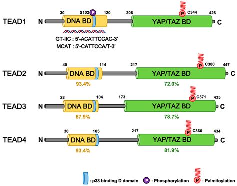 Regulation Of TEAD Transcription Factors In Cancer Biology