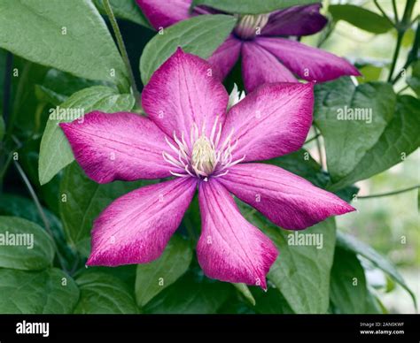 Clematis Ville De Lyon Stock Photo Alamy