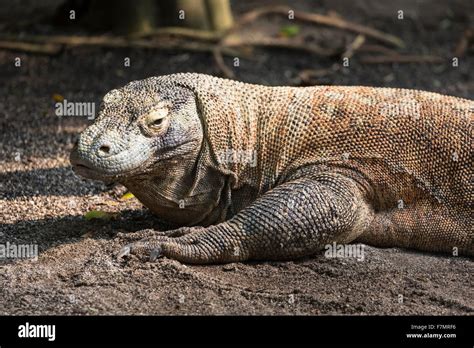 El Drag N De Komodo El Lagarto M S Grande Del Mundo Fotograf A De