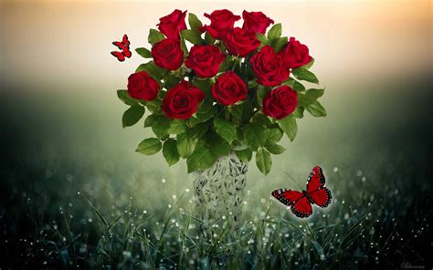 Red Rose And Butterfly