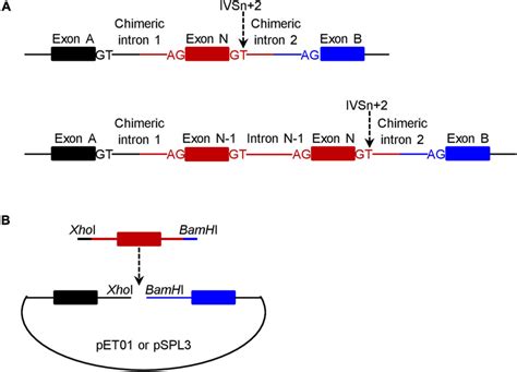 Schematic Illustrations Of The Minigene Expression Constructs In The