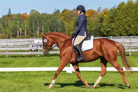 Current Competition Horses Red Gate Sporthorses