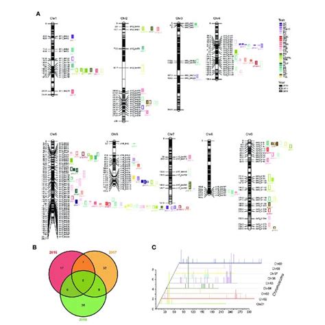 Chromosomal Distribution Of PQTLs Identicfied From Agronomic Traits