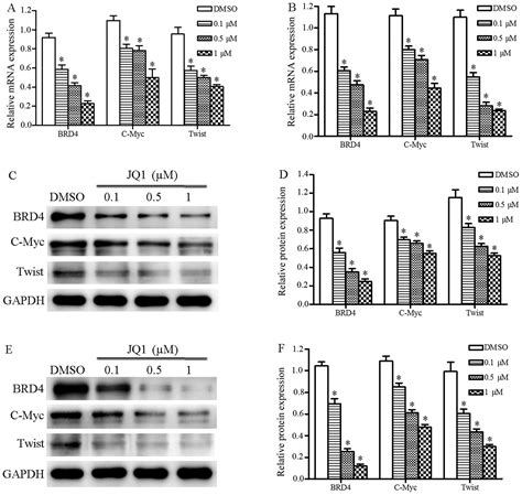 Jq1 A Small Molecule Inhibitor Of Brd4 Suppresses Cell Growth And Invasion In Oral Squamous