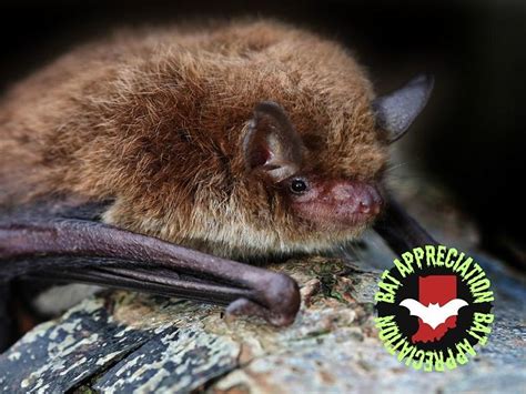 Creepy but Cute: Indiana is Home to an Endangered Bat Species