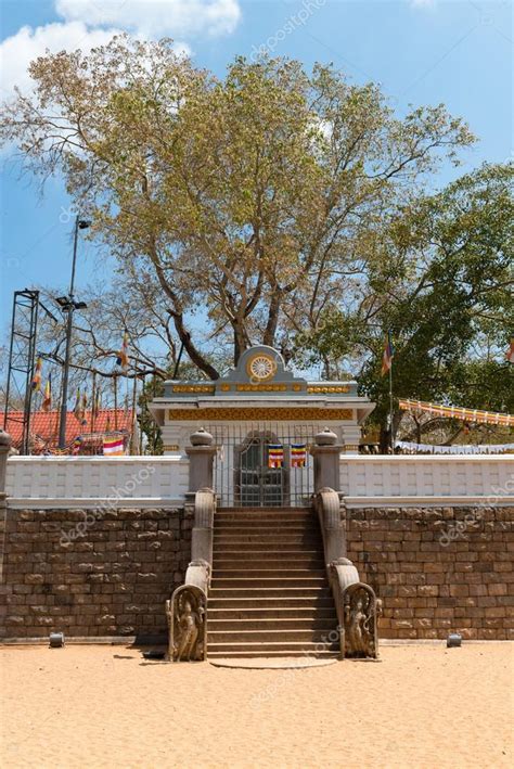 Rbol Sagrado De Sri Maha Bodhi En Anuradhapura Sri Lanka 2024