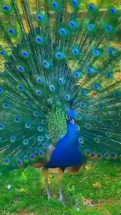 Nice Mor Dance And Peacock Dance 🦚🦚🦚🥰🥰👍👍 Video Peacock Bird Youtube