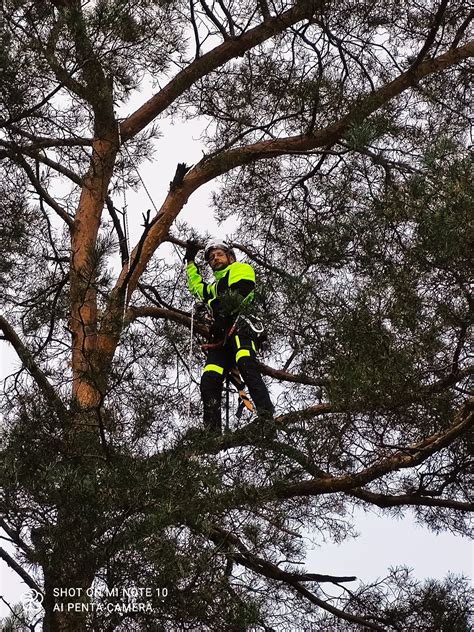 Wycinka Drzew Piel Gnacja Arborystyka Podno Nik Koszowy Lipno Olx Pl