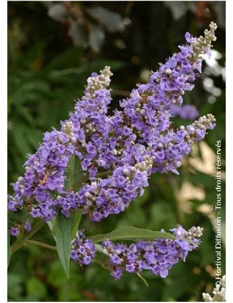 Vitex Agnus Castus F Latifolia Arbre Au Poivre