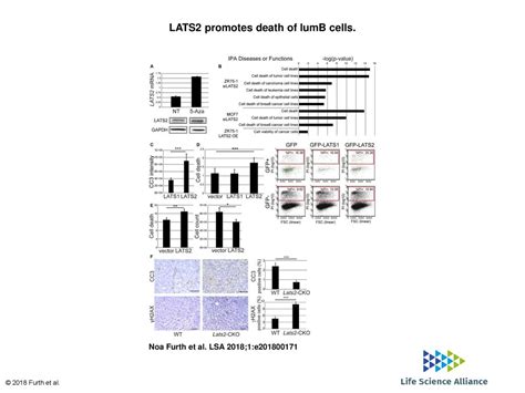 Lats2 Promotes Death Of Lumb Cells Ppt Download