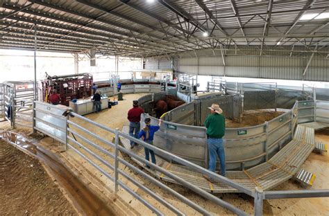 Temperate Breed Cattle Yard Features Proway