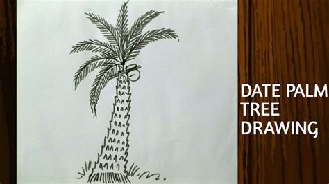 Date Palm Tree Drawing How To Draw Outline Youtube