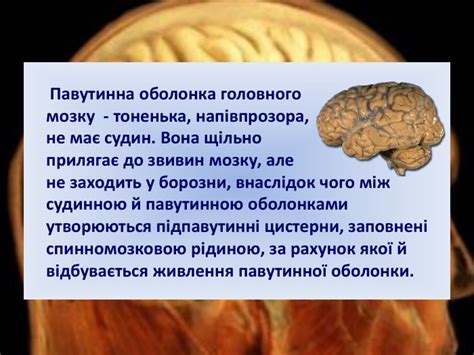 Презентація на тему: "Головний та спинний мозок людини"